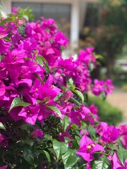 Fototapeta premium Bougainvillea flowers are purple