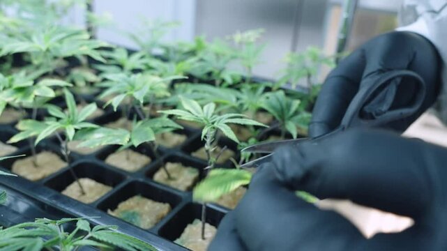 Close up scientist trimming unhealthy cannabis leaf plant, weed cultivation system, young small marijuana plant, quality check, data collect for research analysis, growing weed, small indoor plant
