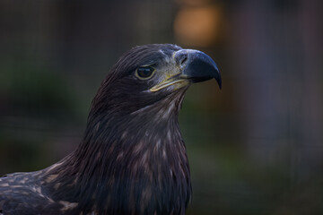 A golden eagle kept in an outdoor aviary.

