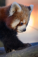 Red panda walking on a branch.
