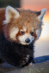 Obraz premium Red panda walking on a branch. 