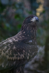 A golden eagle kept in an outdoor aviary.
