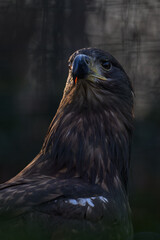 A golden eagle kept in an outdoor aviary.
