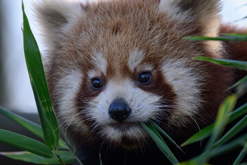 A red panda eats green bamboo leaves.
