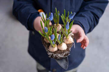 A child presents a freshly uprooted Muscari plant with green leaves and delicate blue blossoms. 