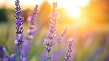 Fototapeta premium Lavender Flowers in Bloom Under Warm Sunlight on a Summer Day : Generative AI