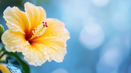Fototapeta premium Close Up of a Vibrant Yellow Hibiscus Flower with Water Droplets Against a Soft Blue Background : Generative AI