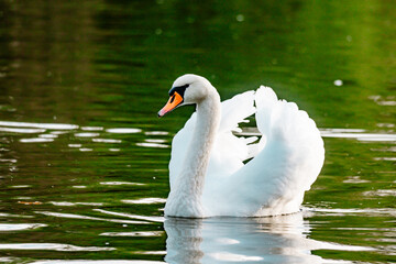 cygne sur l'eau © Maxime Mandin