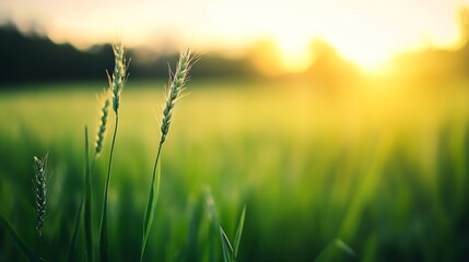 Obraz premium Close up of wheat grass at sunset showcasing natural beauty and peaceful atmosphere : Generative AI