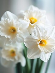 Obraz premium Beautiful White Daffodils Blooming Gracefully in Soft Focus : Generative AI