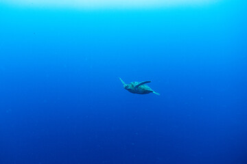 海亀と熱帯魚