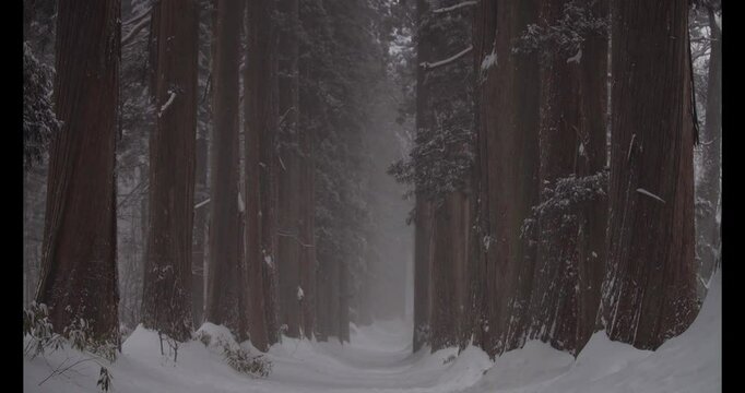 長野県長野市　戸隠神社奥社の雪が降る景色