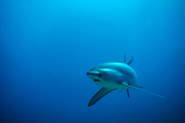 threshershark(ニタリザメ)