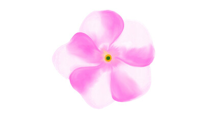 pink  flower  isolated on white
