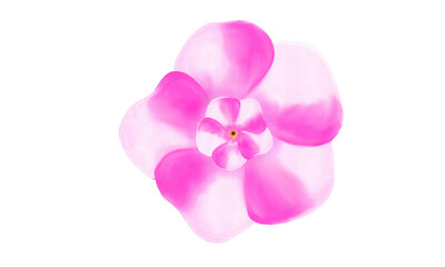 Fototapeta premium colorful white and pink flower for design 
