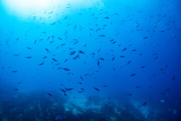 熱帯魚の舞