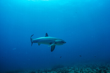 threshershark(ニタリザメ)