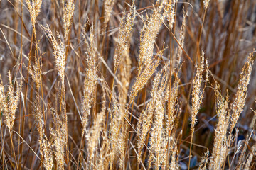 Fototapeta premium This image shows a close-up of golden wheat under warm sunlight, highlighting the natural texture and beauty of the crop.