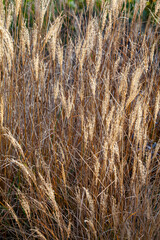 This image shows a close-up of golden wheat under warm sunlight, highlighting the natural texture and beauty of the crop.