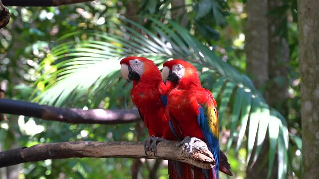 Close up view of 2 beautiful red Macaw in the wild 