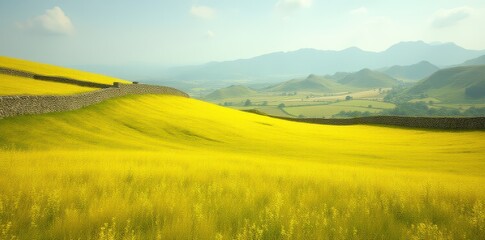 Fototapeta premium Drystone wall surrounds a tranquil yellow meadow landscape, drystone, rustic, field