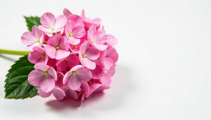 Obraz premium Pink hydrangea branches on a plain white surface, white background, isolated