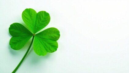 Vibrant green four-leaf clover against a white background, plant, green, nature