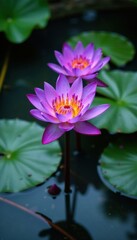 Vibrant purple lotus blooms in shallow water pool, lotus, flowers, aquatic
