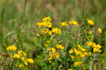 gewöhnlicher Hornklee pflanze. Gelber Klee (Lotus corniculatus)

