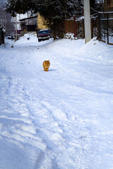 A ginger cat going on a snowy road in village. Vertical photo. Copy space