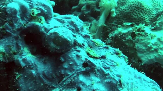 close up view of stonefish