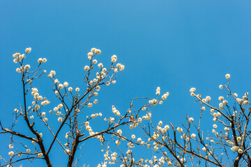 早春に咲いた梅の花と木、日本庭園の梅林