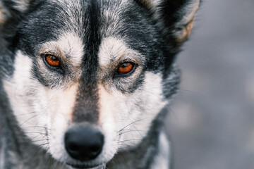 Wolf Dog