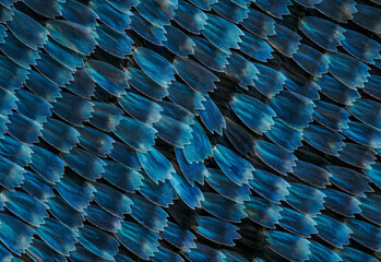 wing scales of a morpho butterfly