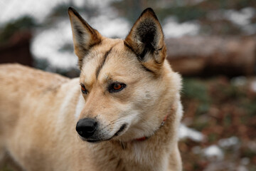 Mushing Blondie Dog