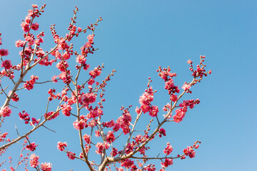 早春に咲いた紅い梅の花、日本庭園の梅林