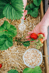  strawberry berries and fertilizer granules in hands on strawberry bed background.Gardener Fertilizer for Strawberry Plant.Organic bio fertilizers granules.Eco gardening 