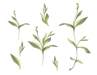 Set with watercolor grass and leaves isolated on white background. Hand-drawn green bush with bud. Creative branch for invite card, wedding celebration and sticker. Clipart for wallpaper wrapping
