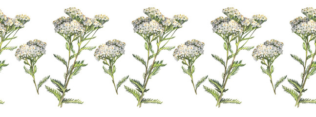 Seamless rim with watercolor yarrow on white background. Flower milfoil for card wedding invite. Creative summer or spring border for wallpaper or wrapping. Design hand-drawn frame for sketchbook © NatashaKun