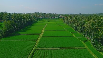 Obraz premium Lush Green Rice Terraces and Palm Trees in Bali