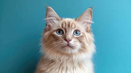 Fototapeta premium Fluffy cat portrait, blue background, studio shot, pet