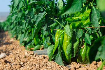 Close-up view of ripe green pepper on bushes. Harvest season on vegetable plantation.
