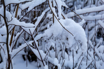 Snow-covered branches of a deciduous tree on a cold winter day. A soft and serene winter scene, seasonal, holiday themes