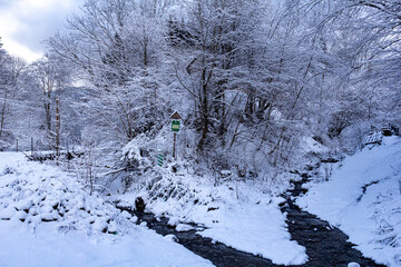A winter rivers in forest, trees covered in fresh fluffy snow. Magical atmosphere. Tall snow-covered trees line the river, peaceful winter scene. Blue colors
