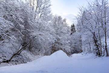 A winter forest road covered in fresh fluffy snow. The bright blue sky, magical atmosphere. Tall snow-covered trees line the road, peaceful winter scene