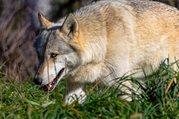  Grey wolf (Canis lupus)  also known in north America as Timber wolf