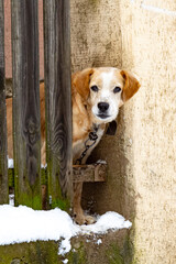 A dog peers over a rustic wooden fence covered with snow, heartwarming and nostalgic winter scene. Vertical photo