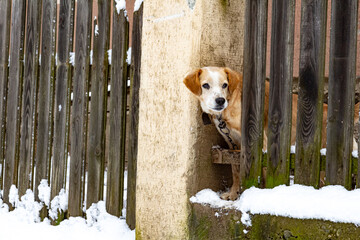 A dog peeking over a fence on a winter day. A curious dog, winter countryside moment
