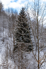 A single evergreen tree stands out among snow-covered deciduous trees, with majestic snowy mountains in the background. A beautiful and peaceful winter landscape.