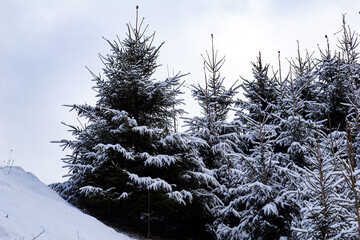 Coniferous trees covered with snow. Beautiful winter landscape, blue sky, sunny day.